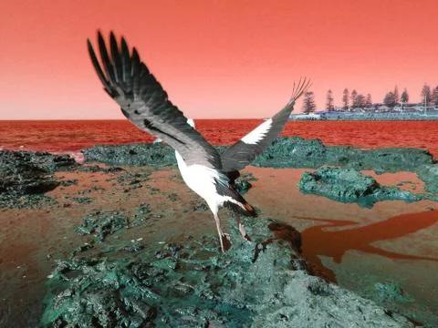 Sea Bird Take Off Red Stock Photos