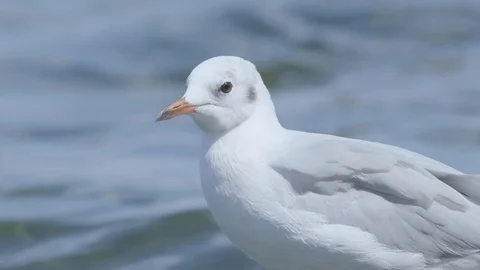 Sea birds close up Stock Footage 122687916