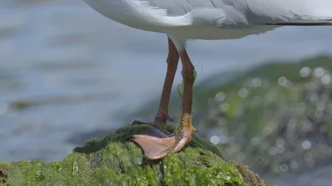 Sea birds close up Stock Footage 122687977