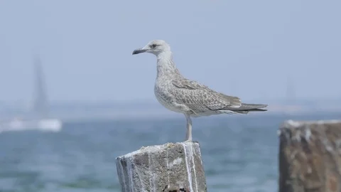 Sea birds close up Stock Footage 122687985