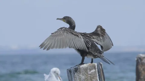 Sea birds close up Stock Footage 122688007