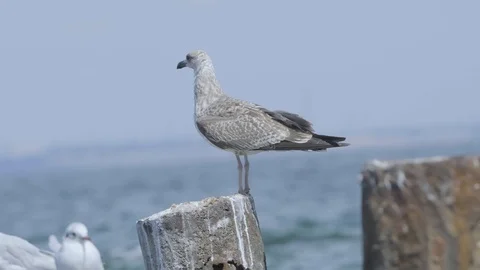 Sea birds close up Stock Footage 122688041