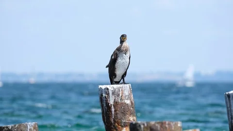 Sea birds close up Stock Footage 122688052