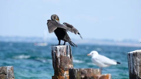 Sea birds close up Stock Footage 122688070