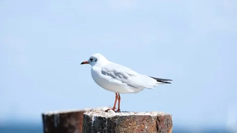 Sea birds close up Stock Footage 122688071