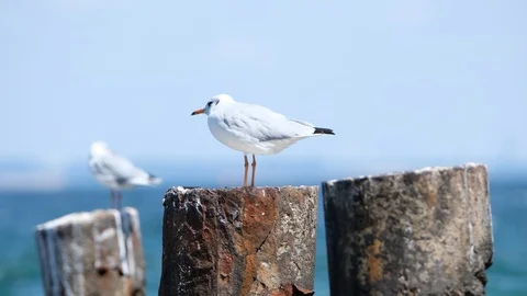 Sea birds close up Stock Footage 122688073
