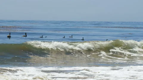 Sea birds float over waves looking out over the ocean(4k 60fps) Stock Footage 132763146