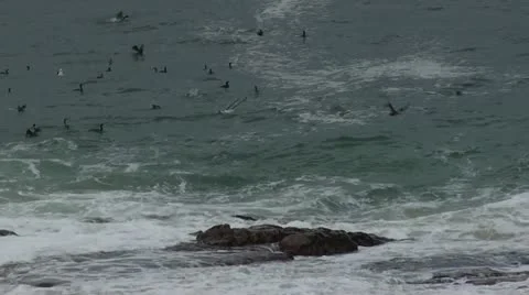 Sea Birds  Stock Footage 12208075