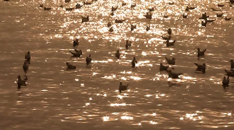 Sea Birds Stock Footage 34355034
