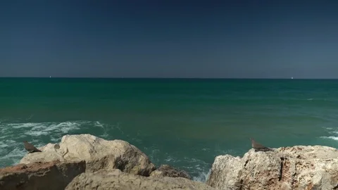 Sea birds Video stock 104718529