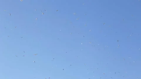 Sea birds Stock Footage 135087984