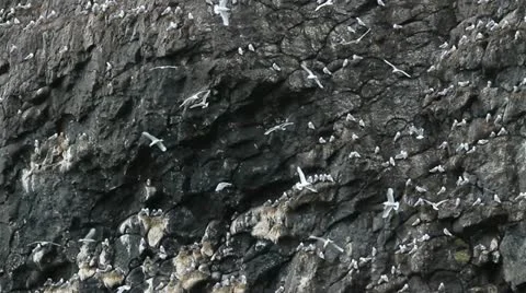 Sea birds nesting rocks handheld P HD 1954 Stock Footage 11148699