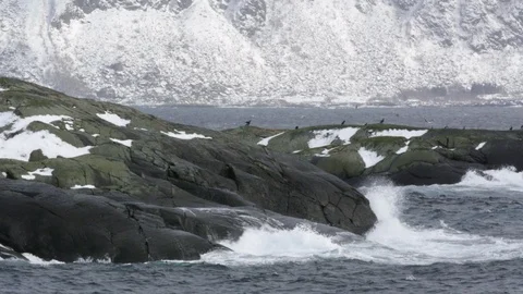 Sea birds perching and waves crashing against a rocky coast Stock Footage 113223889
