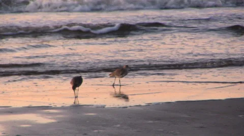 Sea Birds in Sunset Waves Stock Footage 33128788