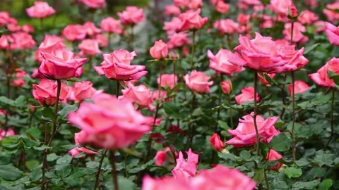 Sea of Blooming Pink Roses Stretching Across a Spring Garden in Full Glory 스톡 동영상 341908951