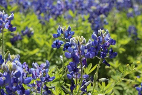 A Sea of Blue Stock Photos