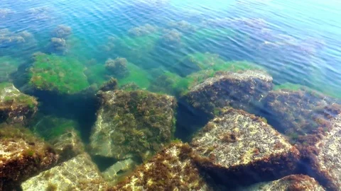 Sea bottom with green algae 動画素材 107570831