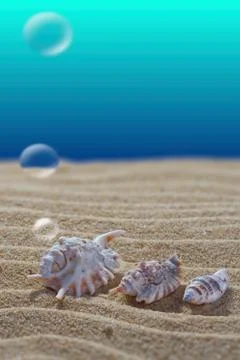 Sea bottom. Seashells lie on the sand. Bubbles The background is blurred. Stock Photos