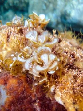 Sea bottom with shells and algae. Stock Photos