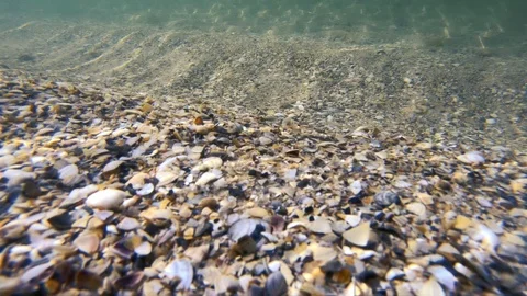 Sea bottom with shells and waves. Vídeos de archivo 112774312