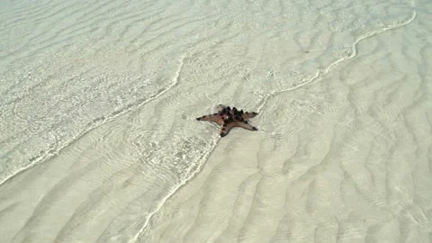 In the sea at the bottom is the starfish Video stock 91885942