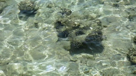 Sea bottom under the clear water Stock Footage 81802151