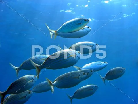 Sea bream and underwater surface Stock Photos