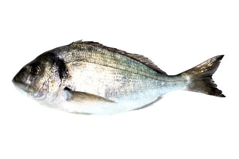 Sea Bream Fish Stock Photos