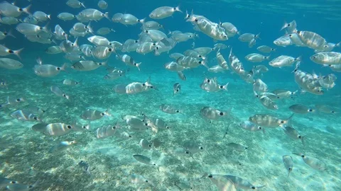 Sea bream fish school biting food, swimming, underwater shot Stock Footage 113796720