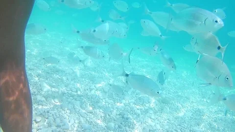 Sea Bream Fishes swim around female legs in crystal water Stock Footage