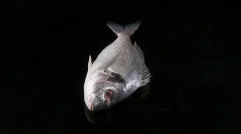A sea bream Stock Footage 8572773