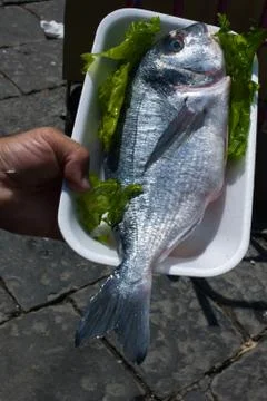 Sea bream Foto stock