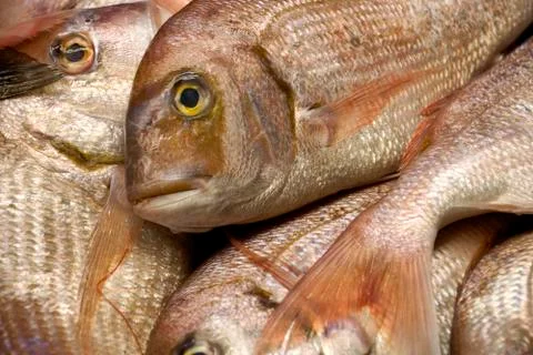 Sea bream Stock Photos