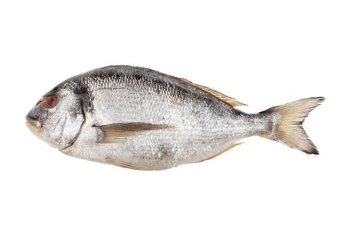 Sea Bream Stock Photos