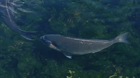 Sea bream swimming Stock Footage 114084604