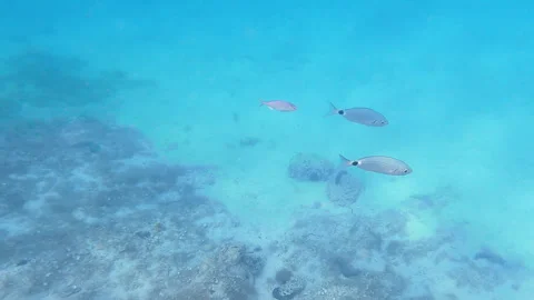Sea bream underwater Stock Footage 249353621