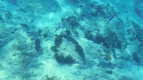 Sea bream underwater Stock Footage 249355837