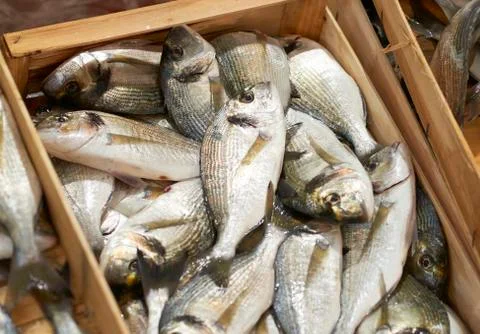 Sea breams Stock Photos
