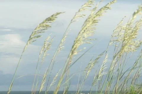 Sea Breeze Stock Footage 335418