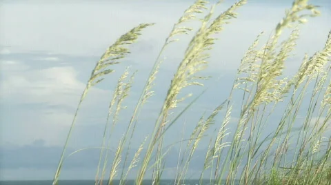 Sea Breeze HD Stock Footage 335417