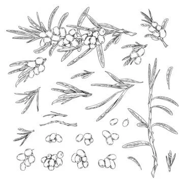 Sea-buckthorn berries design elements set, sketch vector illustration isolated. Stock Illustration