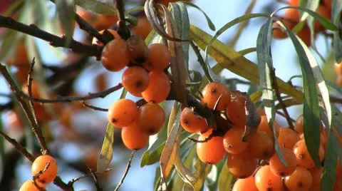 Sea-buckthorn berries Stock Footage