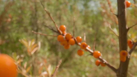 Sea buckthorn berries Stock Footage 168159953