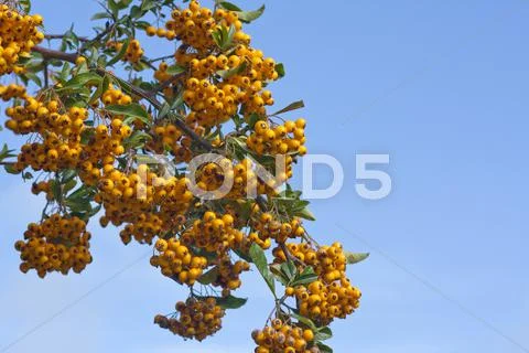 Sea buckthorn berries Stock Photos