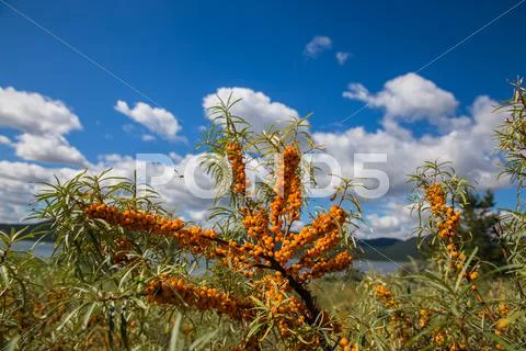 Sea buckthorn branches with cloud sky and lake in background in Burabai Nature Stock Photos