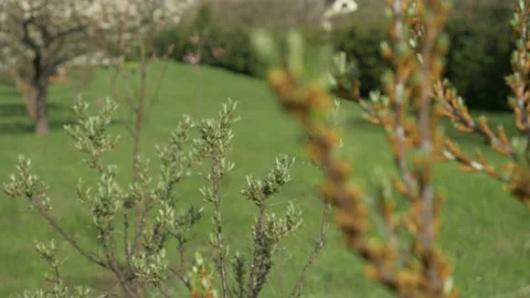 Sea Buckthorn Branches On Tree Close Up Stock Footage 153611510