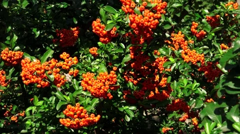 Sea buckthorn. Bush with orange berries. 4K. Stock Footage 59292449