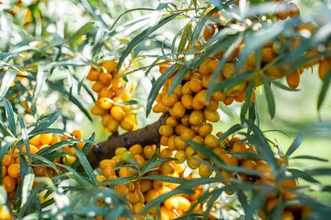 Sea buckthorn bushes and berries in large plantation Stock Photos