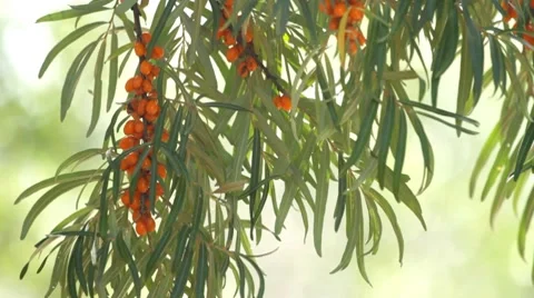 Sea-buckthorn Stock Footage 8553699