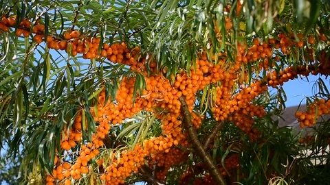 Sea buckthorn Stock Footage 115106529